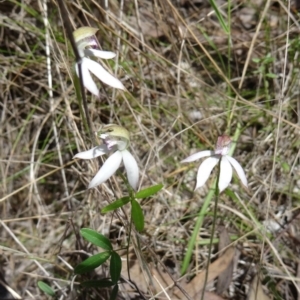 Caladenia moschata at Paddys River, ACT - suppressed