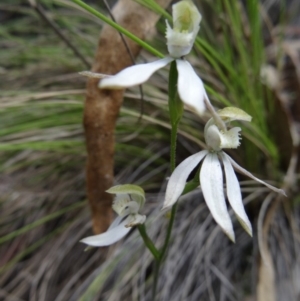 Caladenia moschata at Paddys River, ACT - 7 Nov 2015