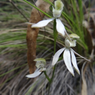 Caladenia moschata (Musky Caps) at Paddys River, ACT - 7 Nov 2015 by galah681