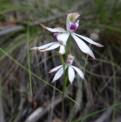 Caladenia moschata (Musky Caps) at Paddys River, ACT - 7 Nov 2015 by galah681