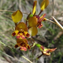 Diuris semilunulata (Late Leopard Orchid) at Paddys River, ACT - 7 Nov 2015 by galah681
