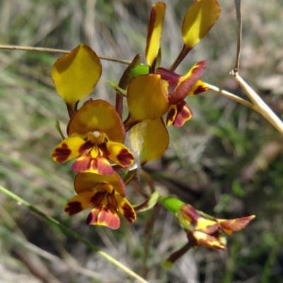 Diuris semilunulata (Late Leopard Orchid) at Tidbinbilla Nature Reserve - 6 Nov 2015 by galah681