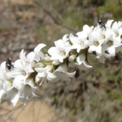 Epacris breviflora (Drumstick Heath) at Paddys River, ACT - 7 Nov 2015 by galah681