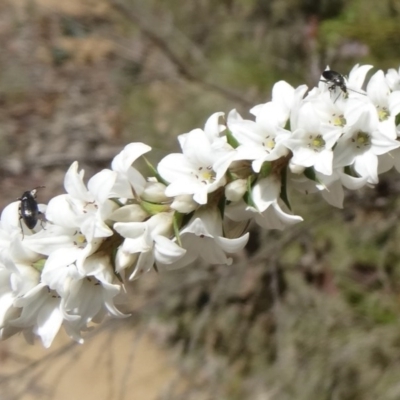 Epacris breviflora (Drumstick Heath) at Tidbinbilla Nature Reserve - 6 Nov 2015 by galah681