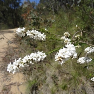 Epacris breviflora at Paddys River, ACT - 7 Nov 2015