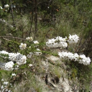 Epacris breviflora at Paddys River, ACT - 7 Nov 2015