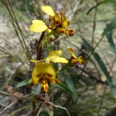 Diuris pardina (Leopard Doubletail) at Paddys River, ACT - 6 Nov 2015 by galah681