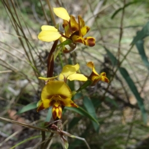 Diuris pardina at Paddys River, ACT - suppressed