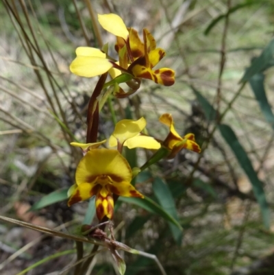 Diuris pardina (Leopard Doubletail) at Paddys River, ACT - 7 Nov 2015 by galah681