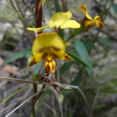 Diuris pardina at Paddys River, ACT - suppressed