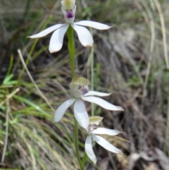 Caladenia moschata (Musky Caps) at Paddys River, ACT - 7 Nov 2015 by galah681