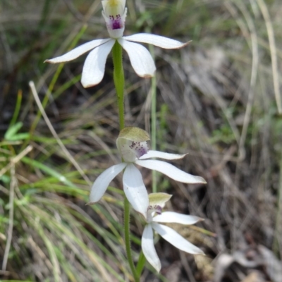 Caladenia moschata (Musky Caps) at Paddys River, ACT - 7 Nov 2015 by galah681