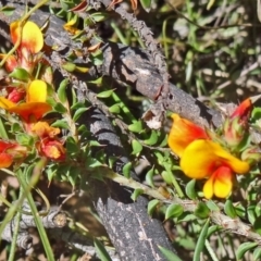 Pultenaea procumbens (Bush Pea) at Tidbinbilla Nature Reserve - 7 Nov 2015 by galah681