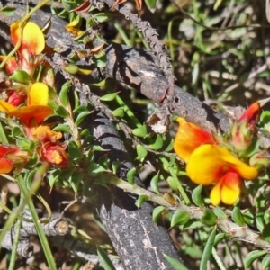 Pultenaea procumbens at Paddys River, ACT - 7 Nov 2015 11:05 AM