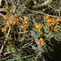 Pultenaea procumbens at Paddys River, ACT - 7 Nov 2015 11:05 AM