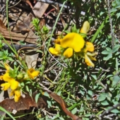 Mirbelia oxylobioides at Tidbinbilla Nature Reserve - 7 Nov 2015 by galah681