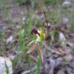 Caladenia atrovespa (Green-comb Spider Orchid) at Cook, ACT - 10 Oct 2014 by CathB