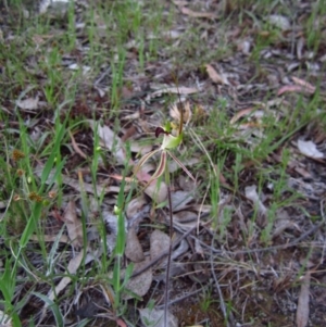 Caladenia atrovespa at Cook, ACT - suppressed