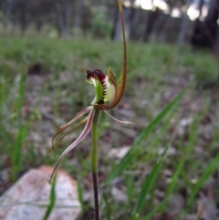 Caladenia atrovespa at Cook, ACT - suppressed