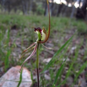 Caladenia atrovespa at Cook, ACT - 10 Oct 2014