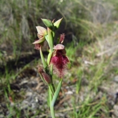 Calochilus platychilus (Purple Beard Orchid) at Cook, ACT - 22 Oct 2014 by CathB