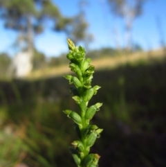 Microtis parviflora (Slender Onion Orchid) at Belconnen, ACT - 8 Nov 2014 by CathB