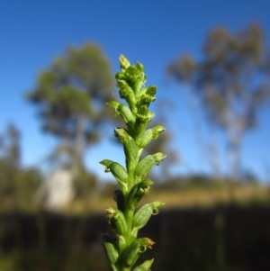 Microtis parviflora at Belconnen, ACT - suppressed