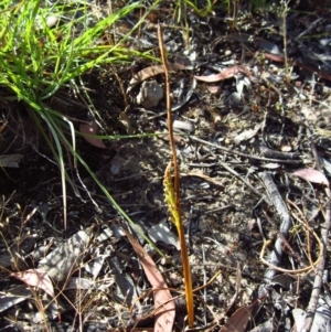 Microtis parviflora at Belconnen, ACT - suppressed