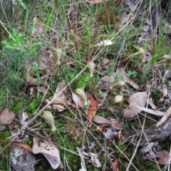 Diplodium truncatum (Little Dumpies, Brittle Greenhood) at Mount Painter - 15 Mar 2012 by CathB
