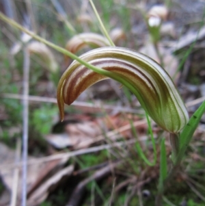 Diplodium truncatum at Cook, ACT - 16 Mar 2012