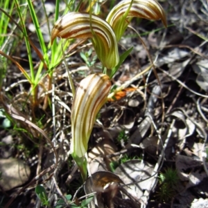 Diplodium truncatum at Cook, ACT - 16 Mar 2012