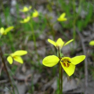 Diuris chryseopsis (Golden Moth) at Belconnen, ACT - 3 Oct 2010 by CathB