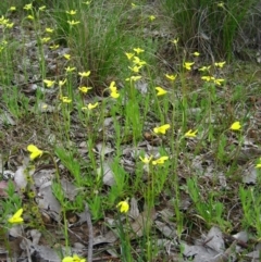 Diuris chryseopsis at Belconnen, ACT - suppressed