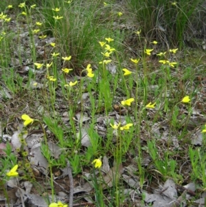 Diuris chryseopsis at Belconnen, ACT - 3 Oct 2010