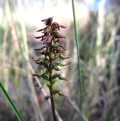 Corunastylis clivicola (Rufous midge orchid) at Mount Painter - 22 Mar 2013 by CathB