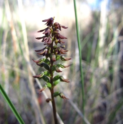 Corunastylis clivicola (Rufous midge orchid) at Mount Painter - 22 Mar 2013 by CathB