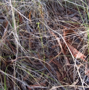 Corunastylis clivicola at Cook, ACT - suppressed