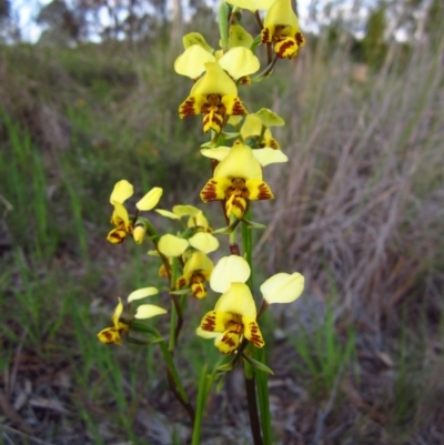 Diuris nigromontana (Black Mountain Leopard Orchid) at Cook, ACT - 6 Oct 2014 by CathB
