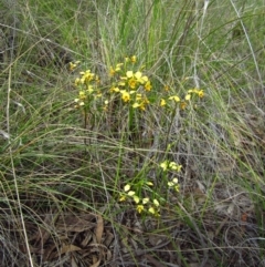 Diuris nigromontana at Cook, ACT - 6 Oct 2014