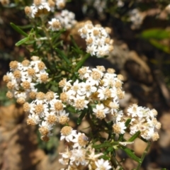 Ozothamnus conditus (Pepper Everlasting) at Nimmo, NSW - 12 Dec 2015 by JanetRussell