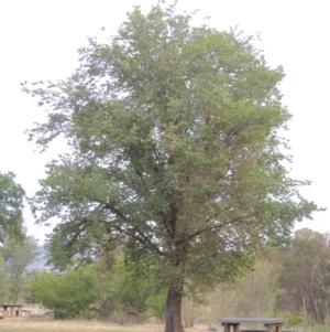 Ulmus procera at Greenway, ACT - 15 Dec 2015