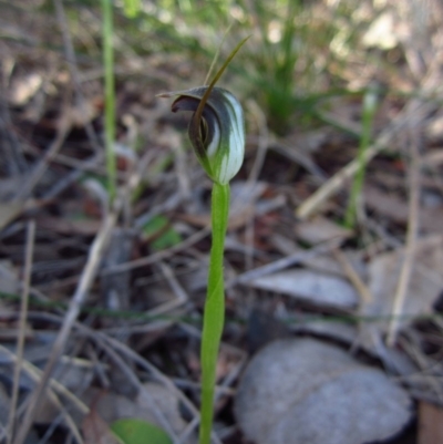 Pterostylis pedunculata (Maroonhood) at Cook, ACT - 8 Sep 2014 by CathB