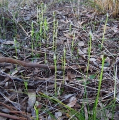 Pterostylis pedunculata at Cook, ACT - 8 Sep 2014