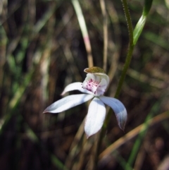 Caladenia moschata (Musky Caps) at Mount Painter - 15 Oct 2013 by CathB