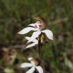 Caladenia moschata (Musky Caps) at Cook, ACT - 15 Oct 2013 by CathB