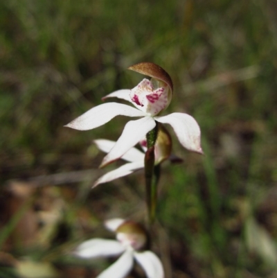 Caladenia moschata (Musky Caps) at Mount Painter - 15 Oct 2013 by CathB
