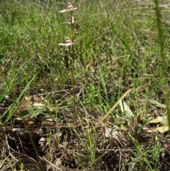 Caladenia moschata at Cook, ACT - 15 Oct 2013