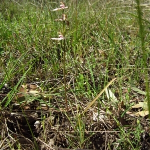 Caladenia moschata at Cook, ACT - suppressed