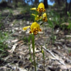 Diuris nigromontana (Black Mountain Leopard Orchid) at Cook, ACT - 4 Oct 2014 by CathB