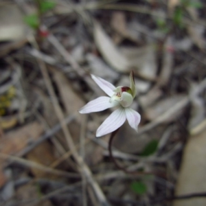 Caladenia fuscata at Cook, ACT - suppressed